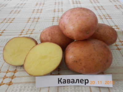 Получен патент и авторское свидетельство на новые сорта картофеля