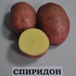 картофель Спиридон